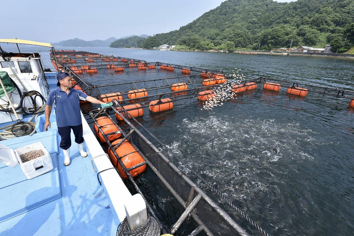大分県内の養殖場で、豊後とらふぐに餌やりをしている生産風景の画像。大切に育てられた安心安全な大分県産とらふぐを産地直送。