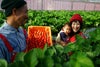 大分県産いちご「さがほのか」を丁寧に育てる生産者（農家さん）の写真。安心安全ないちごを産地直送の通販でお届け。