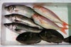 大分・豊後水道で水揚げされた旬の鮮魚を厳選した「プロおまかせ旬魚セット【梅】」の箱詰め画像。産地直送でお届けする、ご家庭で楽しむのに最適な大分県産の新鮮な魚セットを通販でお取り寄せ。