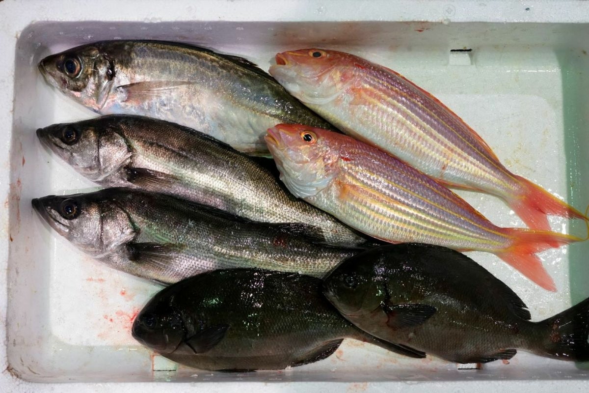 大分・豊後水道で水揚げされた旬の鮮魚を厳選した「プロおまかせ旬魚セット【梅】」の箱詰め画像。産地直送でお届けする、ご家庭で楽しむのに最適な大分県産の新鮮な魚セットを通販でお取り寄せ。