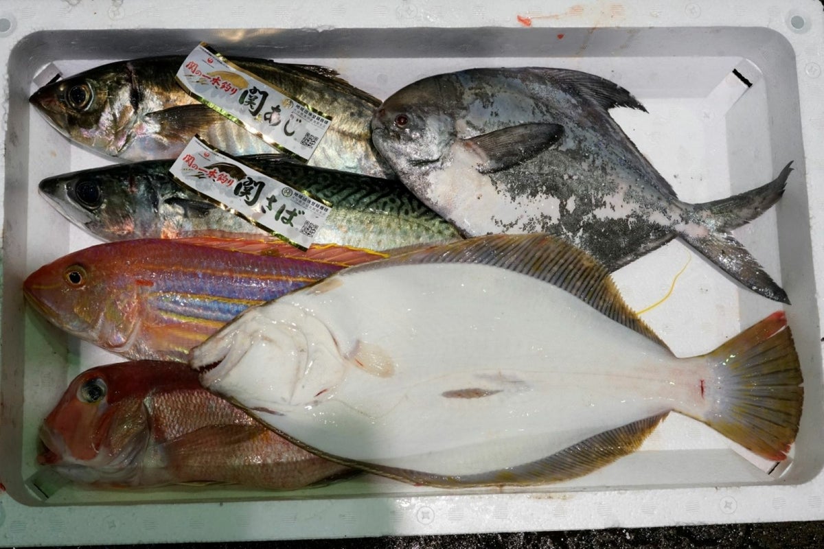 大分・豊後水道で水揚げされた旬の鮮魚を厳選した「プロおまかせ旬魚セット【竹】」の箱詰め画像。産地直送でお届けする、刺身や煮付けに使える大分県産の新鮮な魚セットを通販でお取り寄せ。