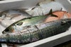 大分・豊後水道で獲れた旬の鮮魚を厳選した「プロおまかせ旬魚セット【松】」の箱詰め画像。産地直送でお届けする、刺身や料理に使える大分県産の高級魚セットを通販でお取り寄せ。