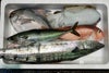 大分・豊後水道で獲れた旬の鮮魚を厳選した「プロおまかせ旬魚セット【松】」の箱詰め画像。産地直送でお届けする、刺身や料理に使える大分県産の高級魚セットを通販でお取り寄せ。