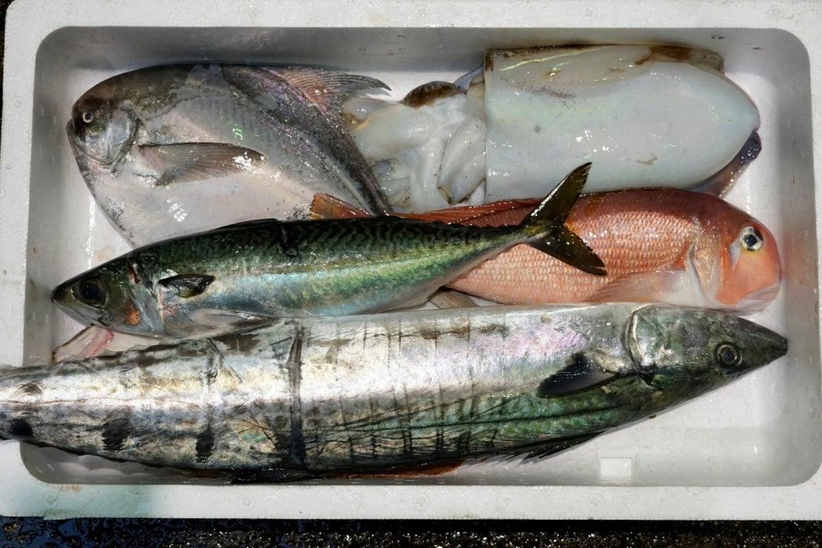 大分・豊後水道で獲れた旬の鮮魚を厳選した「プロおまかせ旬魚セット【松】」の箱詰め画像。産地直送でお届けする、刺身や料理に使える大分県産の高級魚セットを通販でお取り寄せ。