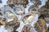 大分県佐伯市鶴見産の新鮮な「シングルシード」真牡蠣が殻付きで並べられた画像。生食・加熱どちらも楽しめる、品質にこだわった牡蠣を通販でお取り寄せ。