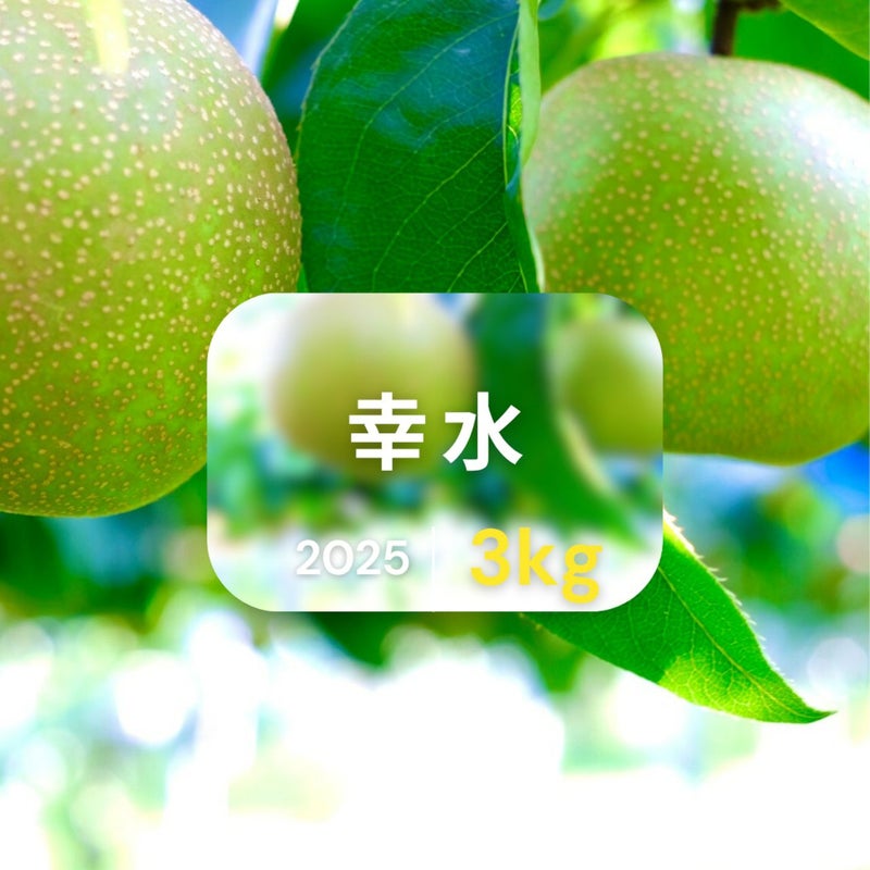 大分県産の庄内甘熟梨『幸水』の画像。シャリシャリとした食感と高い糖度の「幸水」を産地直送でお取り寄せ。