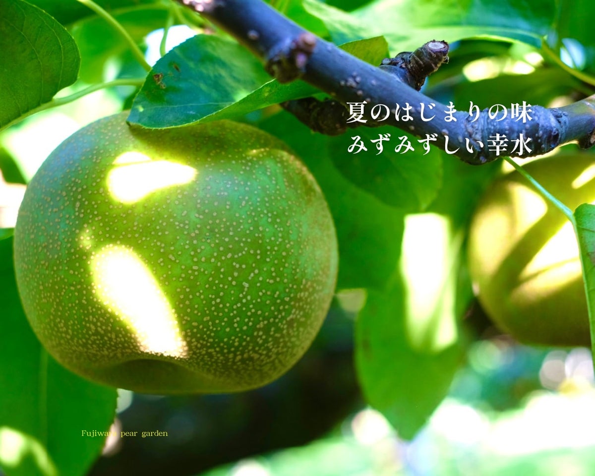 大分県産の庄内甘熟梨『幸水』の画像。シャリシャリとした食感と高い糖度の「幸水」を産地直送でお取り寄せ。