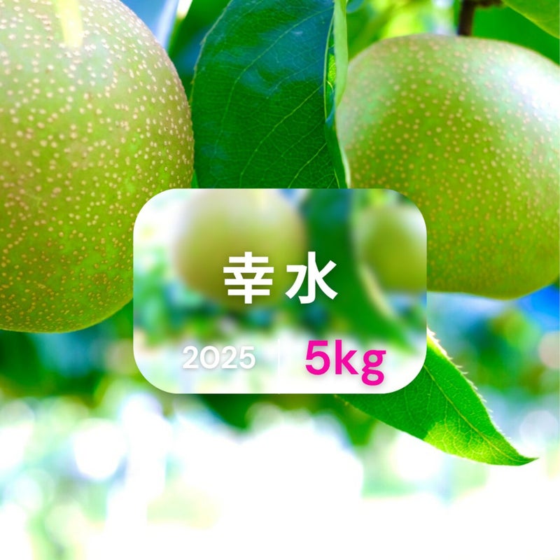 大分県産の庄内甘熟梨『幸水』の画像。シャリシャリとした食感と高い糖度の「幸水」を産地直送でお取り寄せ。