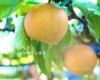 大分県産の庄内甘熟梨『豊水』の画像。濃厚な甘さと豊かな果汁の「豊水」を産地直送でお取り寄せ、通販で販売中。