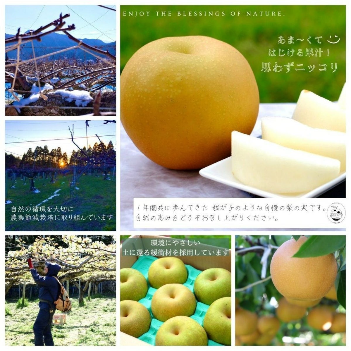 大分県産の庄内甘熟梨『豊水』の画像。濃厚な甘さと豊かな果汁の「豊水」を産地直送でお取り寄せ、通販で販売中。