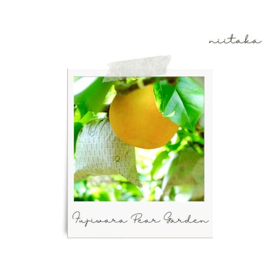 大分県産の庄内甘熟梨『新高』の画像。大玉でみずみずしい「新高」を産地直送でお取り寄せ、通販でギフト購入。