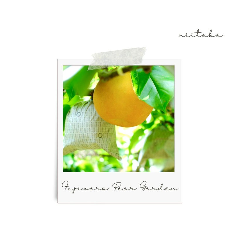 大分県産の庄内甘熟梨『新高』の画像。大玉でみずみずしい「新高」を産地直送でお取り寄せ、通販でギフト購入。