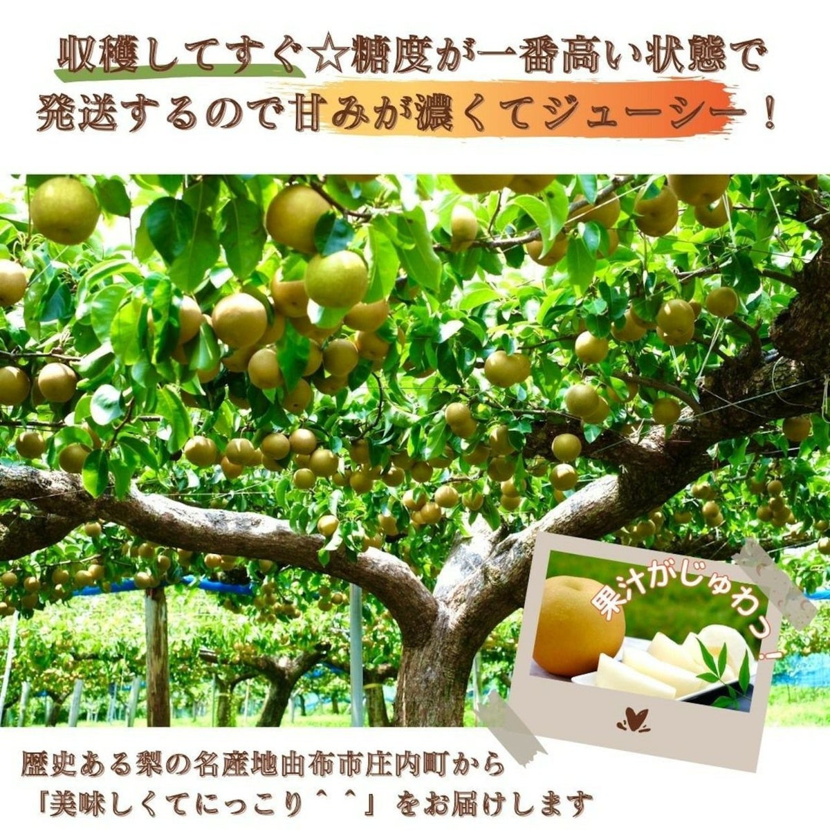 大分県産の庄内甘熟梨『新高』の画像。大玉でみずみずしい「新高」を産地直送でお取り寄せ、通販でギフト購入。