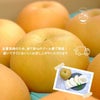 大分県産の庄内甘熟梨『新高』の画像。大玉でみずみずしい「新高」を産地直送でお取り寄せ、通販でギフト購入。