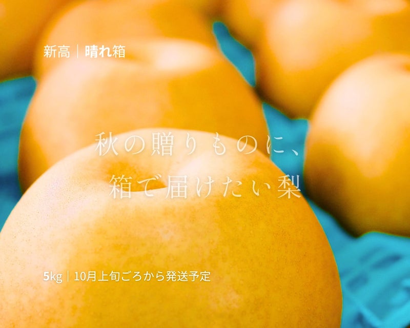 大分県産の庄内甘熟梨『新高』の画像。大玉でみずみずしい「新高」を産地直送でお取り寄せ、通販でギフト購入。