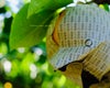 大分県産の庄内甘熟梨『新高』の画像。大玉でみずみずしい「新高」を産地直送でお取り寄せ、通販でギフト購入。