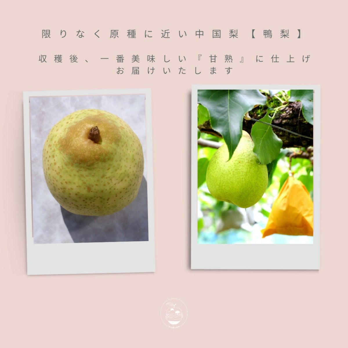 大分県産の稀少な鴨梨（ヤーリー）3kgの画像。限定出荷の甘熟ヤーリーを産地直送でお取り寄せ、通販でギフトにも。