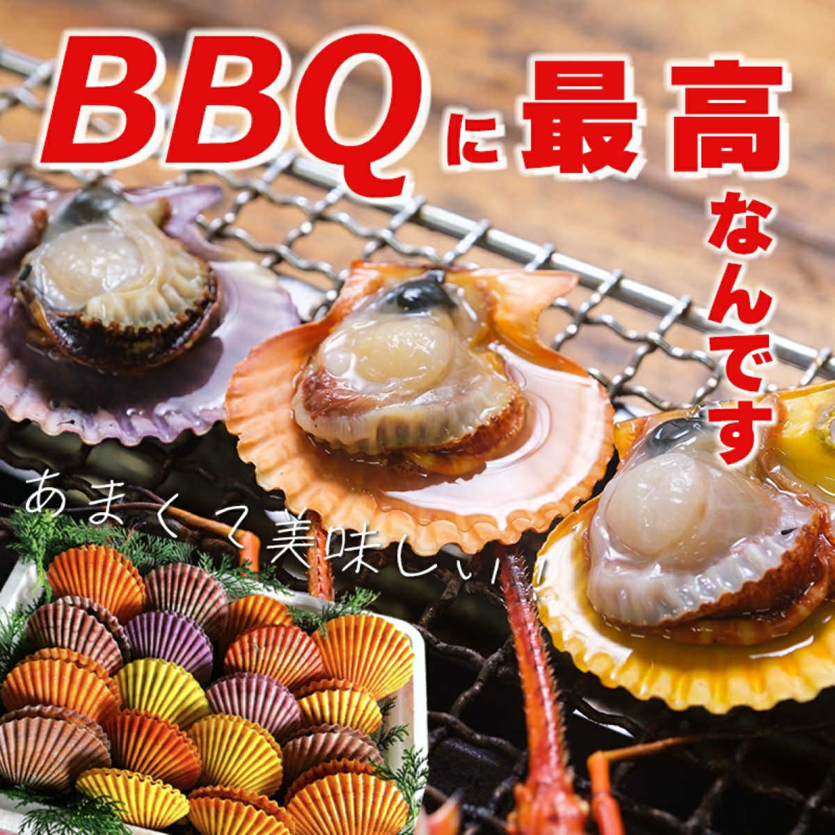 大分県佐伯産カラフルひおうぎ貝セット