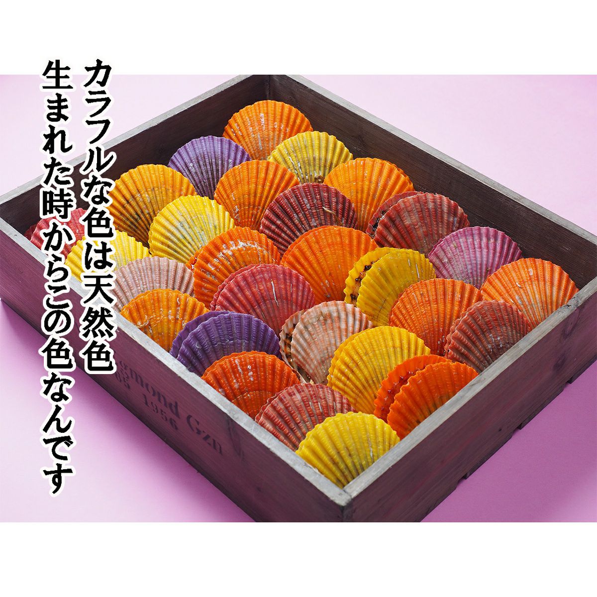 大分県佐伯産カラフルひおうぎ貝セット