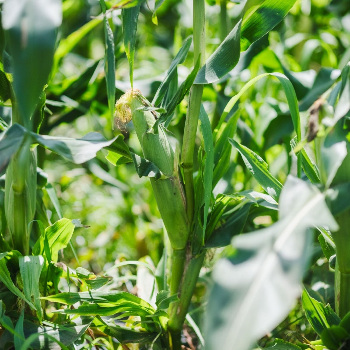 大分県の豊かな自然の中で太陽を浴びて成長する、収穫直前の青々としたとうもろこし畑の様子