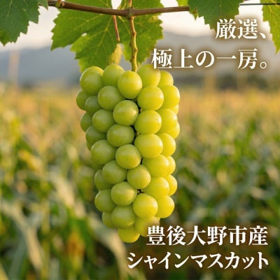 【豊後大野の宝石】朝採り完熟シャインマスカット1.2kg津留来屋農園
