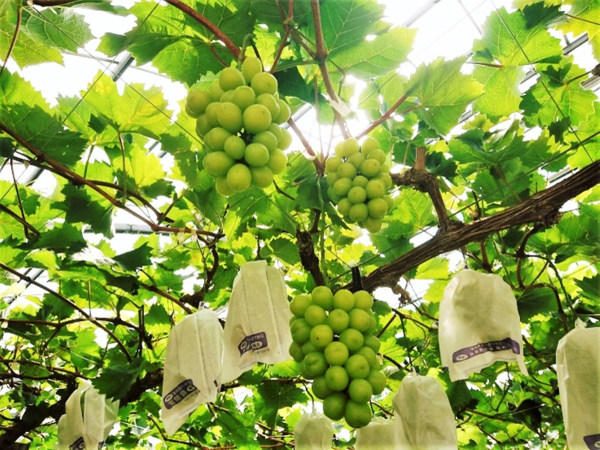 シャインマスカットが木に生っている写真