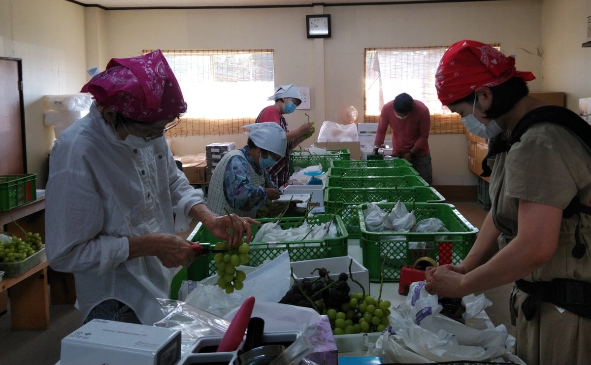 【豊後大野の宝石】朝採り完熟シャインマスカット1.2kg津留来屋農園